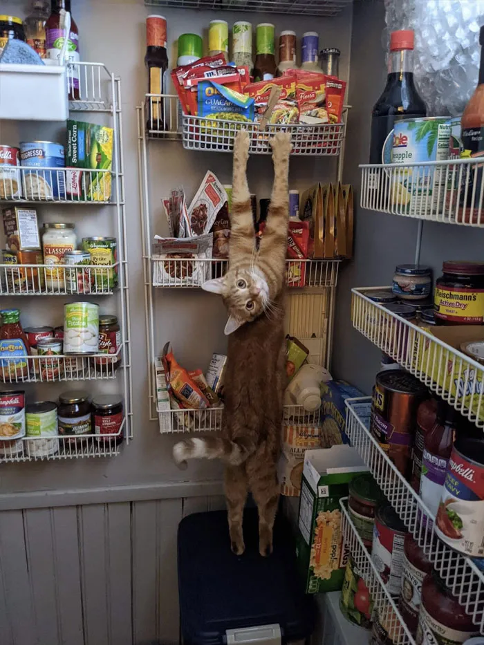 50 Gatos actuando tan raro que había que sacarles una foto