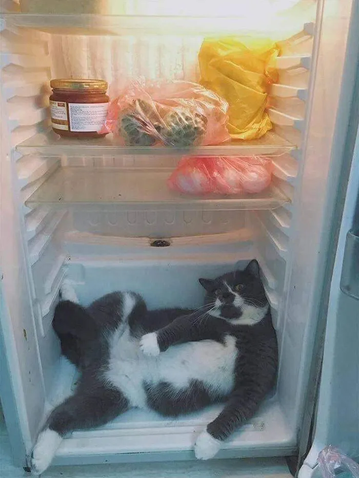 50 Gatos actuando tan raro que había que sacarles una foto