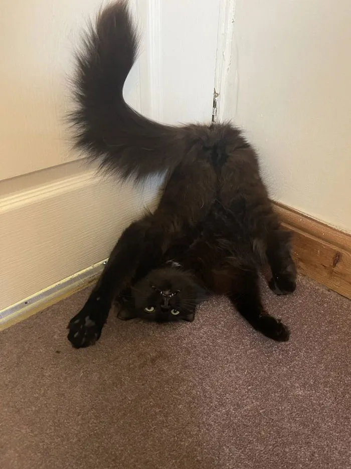 50 Gatos actuando tan raro que había que sacarles una foto