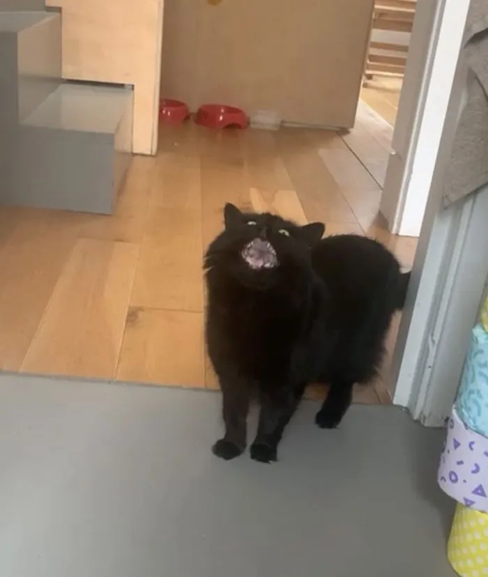 50 Gatos actuando tan raro que había que sacarles una foto