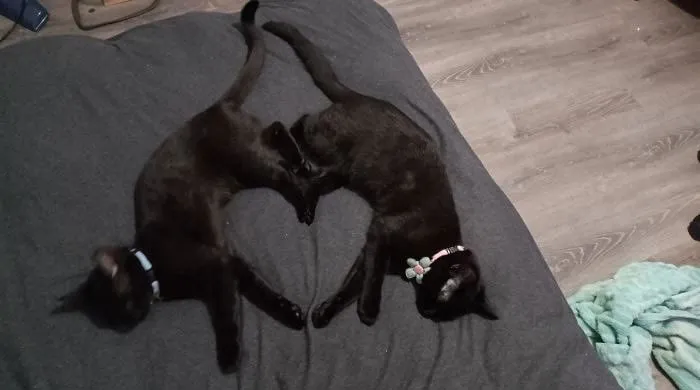 50 Cats Acting So Weird, People Just Had To Take A Pic, As Shared On This Twitter Page