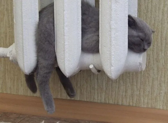 50 Gatos actuando tan raro que había que sacarles una foto