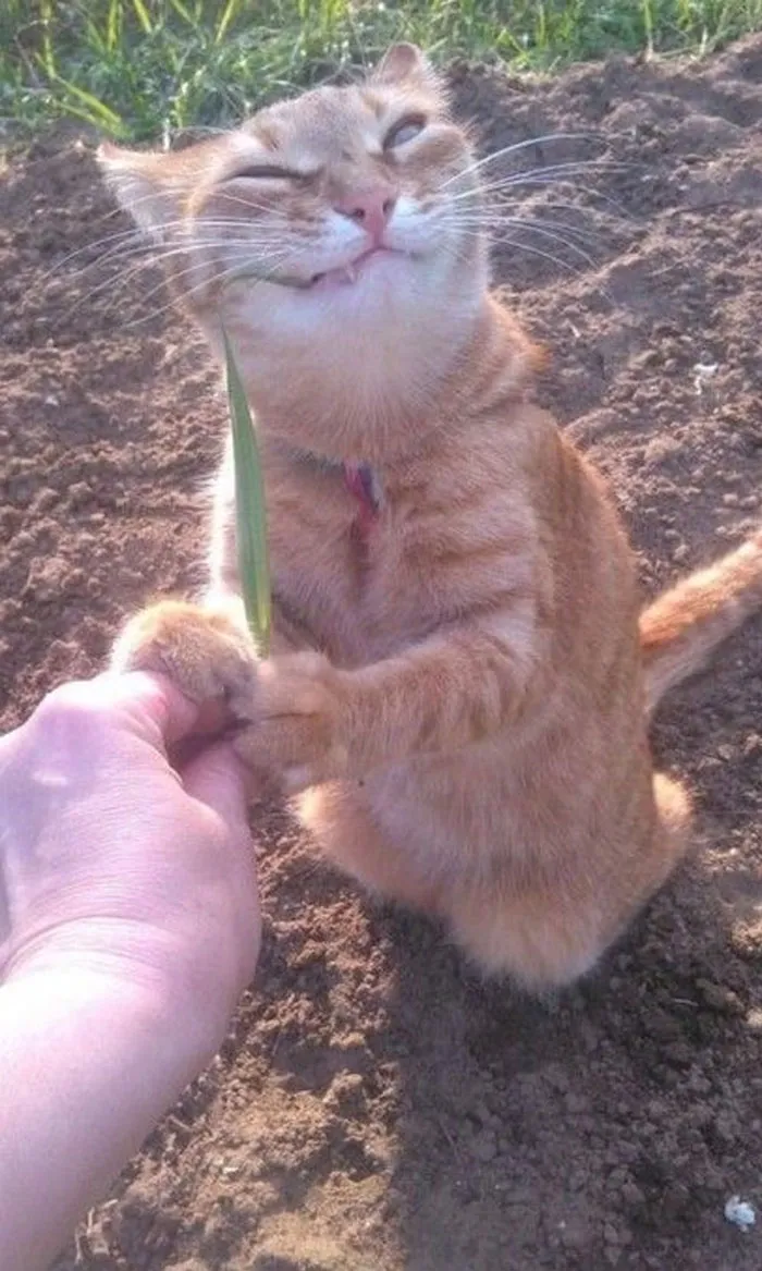 50 Gatos actuando tan raro que había que sacarles una foto