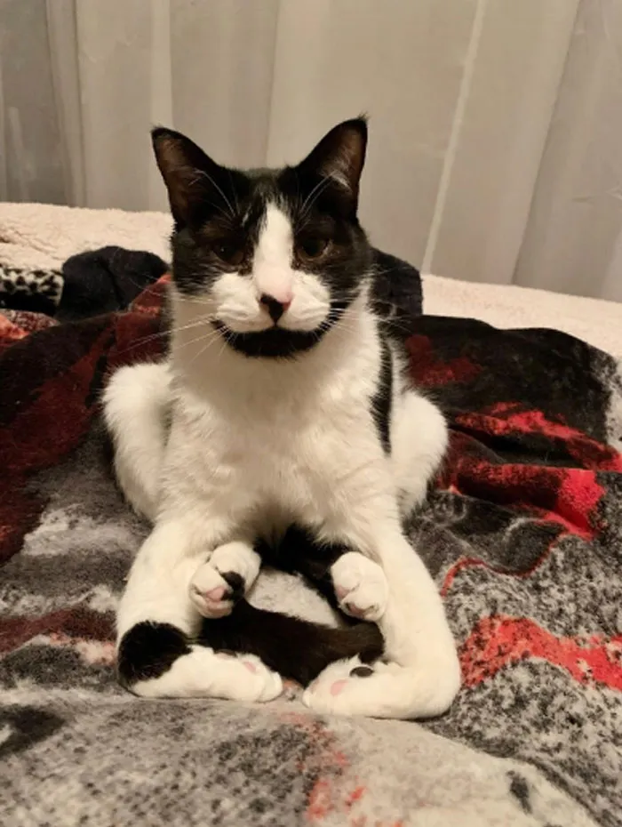 50 Cats Acting So Weird, People Just Had To Take A Pic, As Shared On This Twitter Page