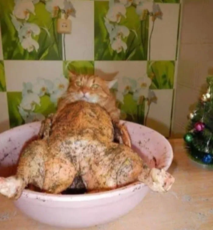 50 Gatos actuando tan raro que había que sacarles una foto