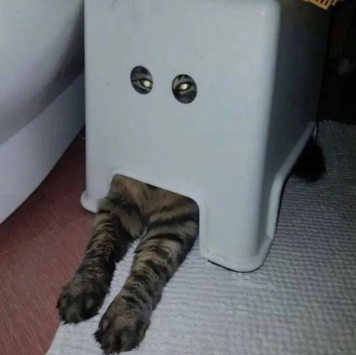 50 Gatos actuando tan raro que había que sacarles una foto