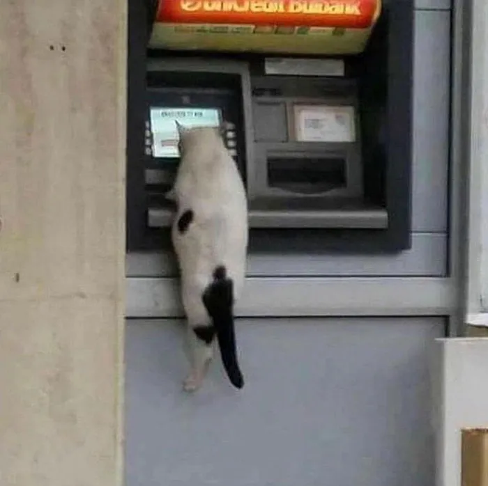 50 Gatos actuando tan raro que había que sacarles una foto