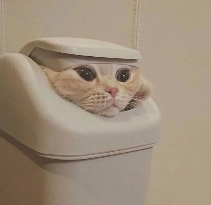 50 Gatos actuando tan raro que había que sacarles una foto