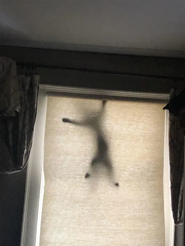 50 Gatos actuando tan raro que había que sacarles una foto
