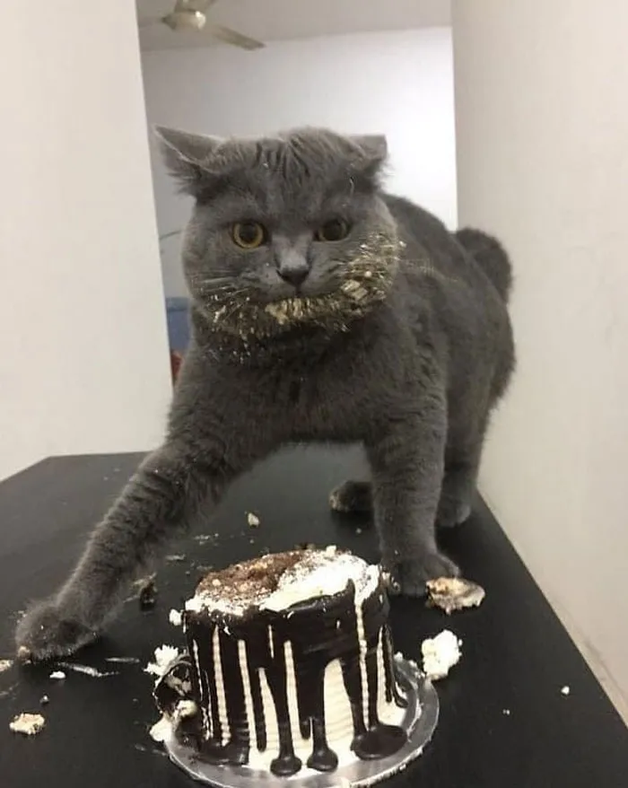 50 Gatos actuando tan raro que había que sacarles una foto