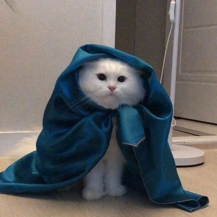 50 Gatos actuando tan raro que había que sacarles una foto