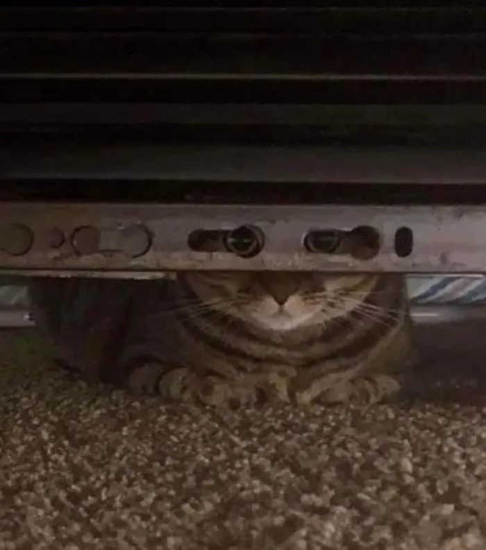 50 Cats Acting So Weird, People Just Had To Take A Pic, As Shared On This Twitter Page
