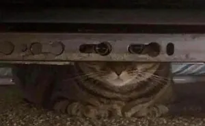 50 Cats Acting So Weird, People Just Had To Take A Pic, As Shared On This Twitter Page