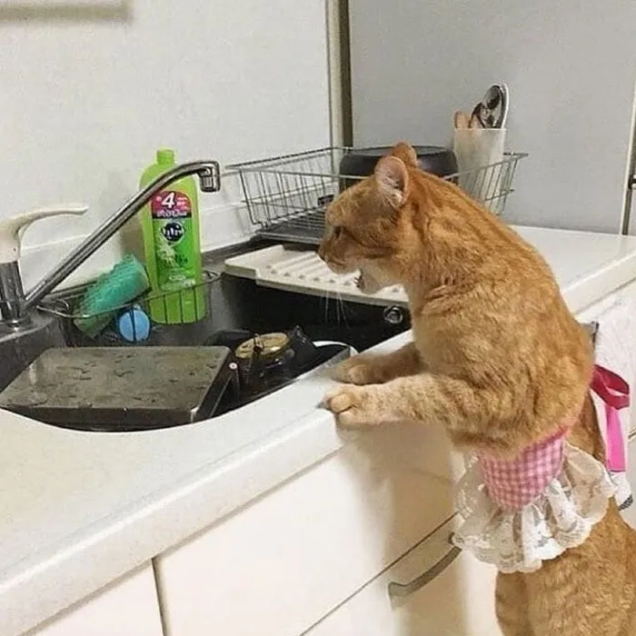 50 Gatos actuando tan raro que había que sacarles una foto