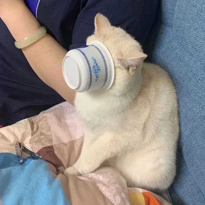 50 Gatos actuando tan raro que había que sacarles una foto