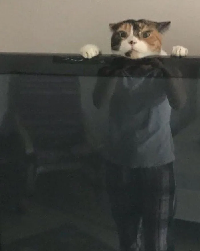 50 Gatos actuando tan raro que había que sacarles una foto