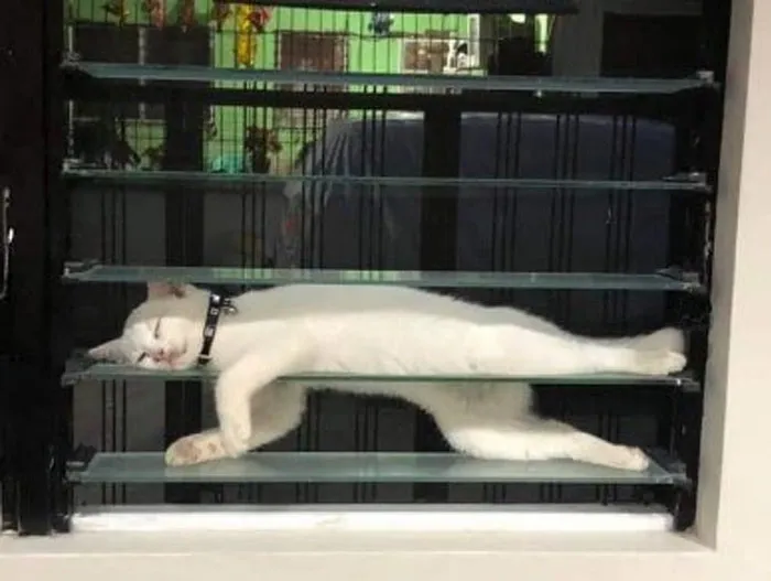 50 Gatos actuando tan raro que había que sacarles una foto