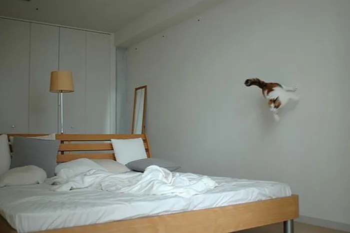 50 Gatos actuando tan raro que había que sacarles una foto