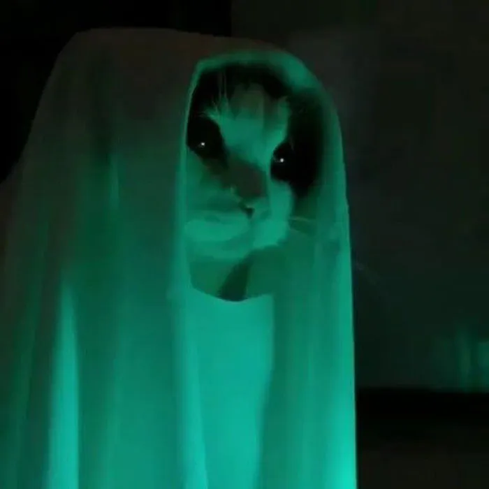 50 Gatos actuando tan raro que había que sacarles una foto