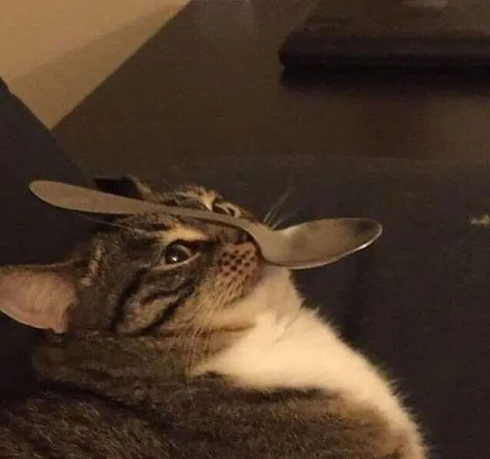 50 Gatos actuando tan raro que había que sacarles una foto