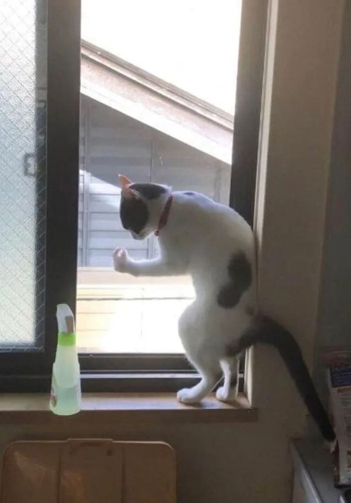 50 Gatos actuando tan raro que había que sacarles una foto