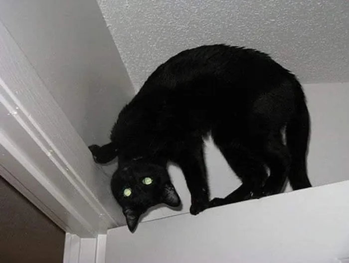 50 Gatos actuando tan raro que había que sacarles una foto