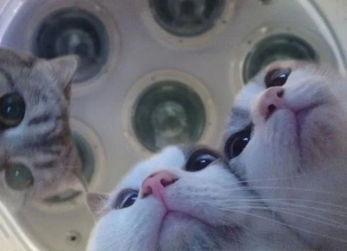 50 Gatos actuando tan raro que había que sacarles una foto