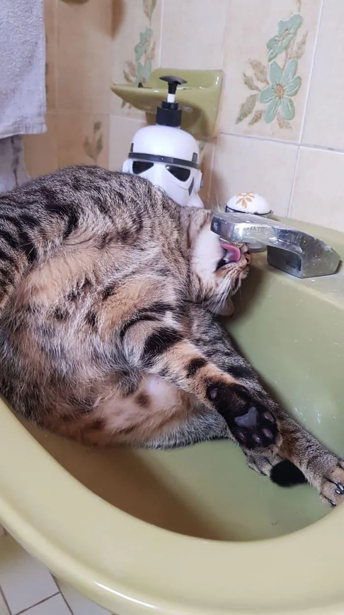 50 Gatos actuando tan raro que había que sacarles una foto