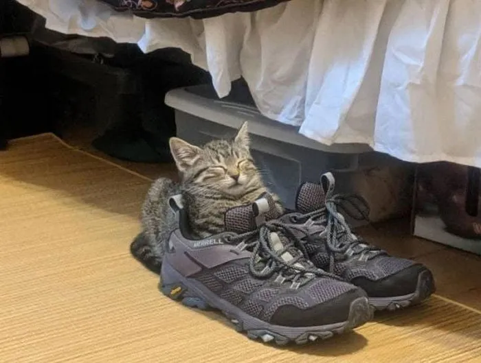 50 Gatos actuando tan raro que había que sacarles una foto