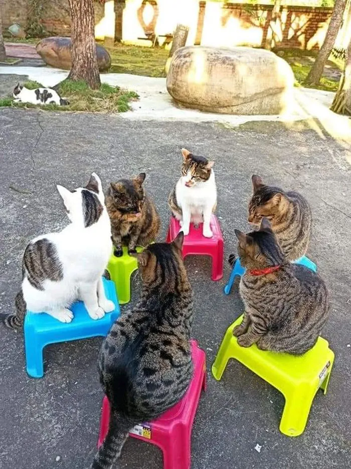 50 Gatos actuando tan raro que había que sacarles una foto