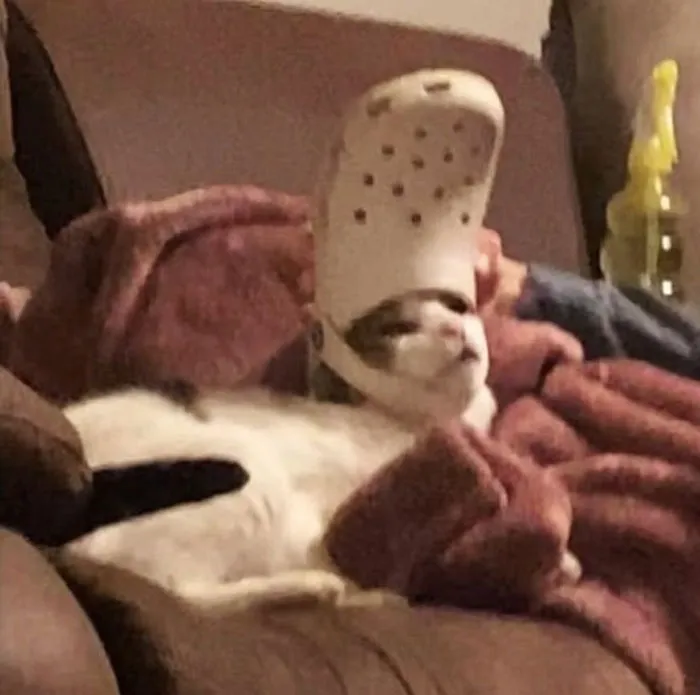 50 Gatos actuando tan raro que había que sacarles una foto