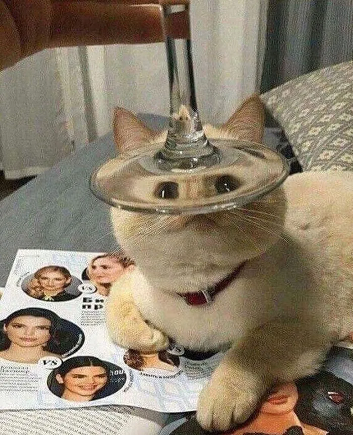50 Gatos actuando tan raro que había que sacarles una foto