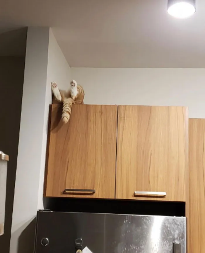 50 Gatos actuando tan raro que había que sacarles una foto