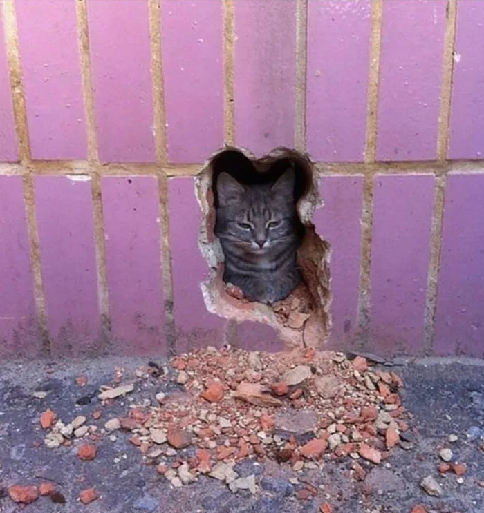 50 Gatos actuando tan raro que había que sacarles una foto