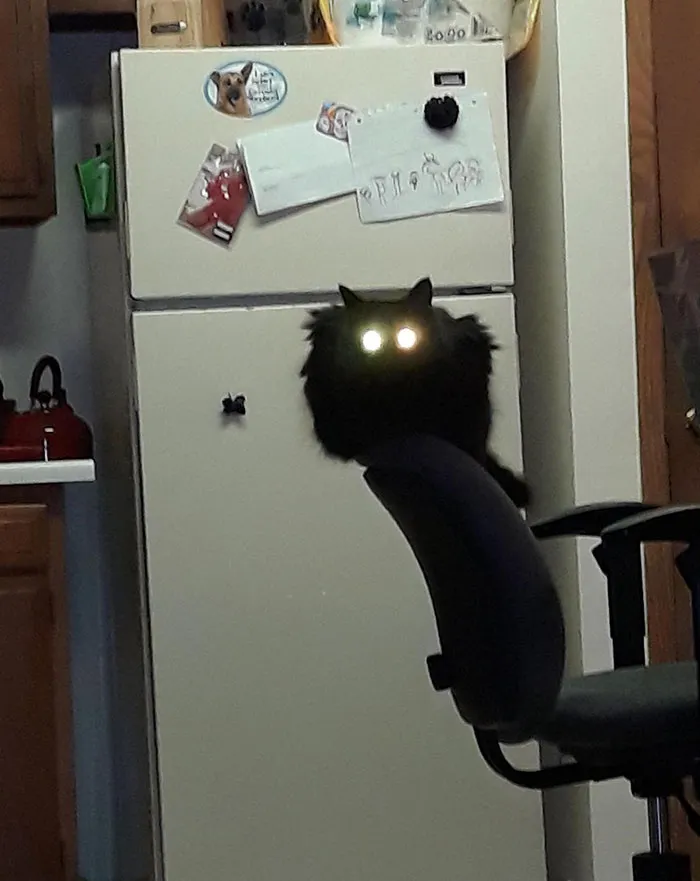 50 Cats Acting So Weird, People Just Had To Take A Pic, As Shared On This Twitter Page