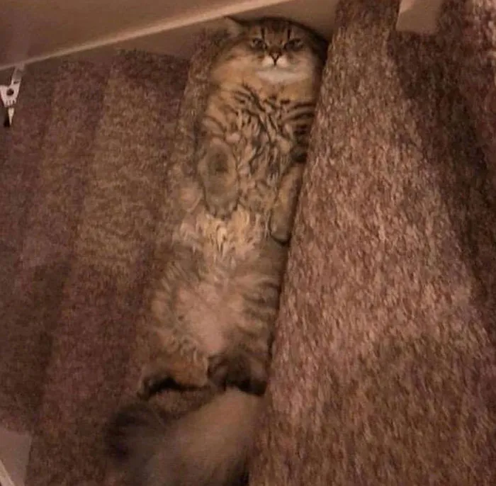 50 Gatos actuando tan raro que había que sacarles una foto