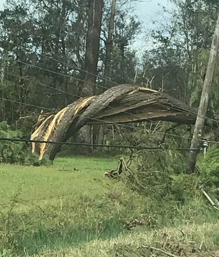 Este árbol que se torció por el huracán Laura