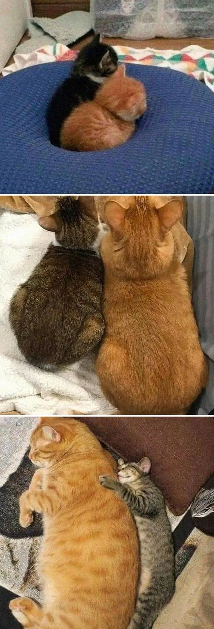 This Instagram Account Shares Animal Pictures That Are Impossible To Explain, Here Are 50 Of The Funniest