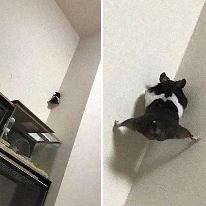 This Instagram Account Shares Animal Pictures That Are Impossible To Explain, Here Are 50 Of The Funniest