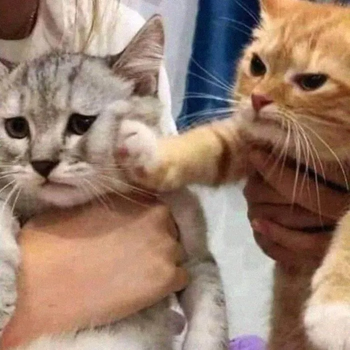 50 Divertidas fotos de animales que son imposibles de explicar, compartidas en esta cuenta de Instagram