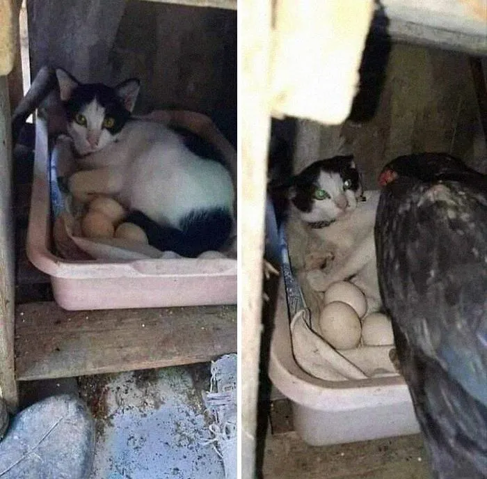 50 Divertidas fotos de animales que son imposibles de explicar, compartidas en esta cuenta de Instagram