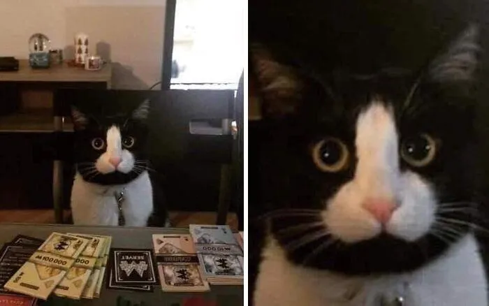 This Instagram Account Shares Animal Pictures That Are Impossible To Explain, Here Are 50 Of The Funniest