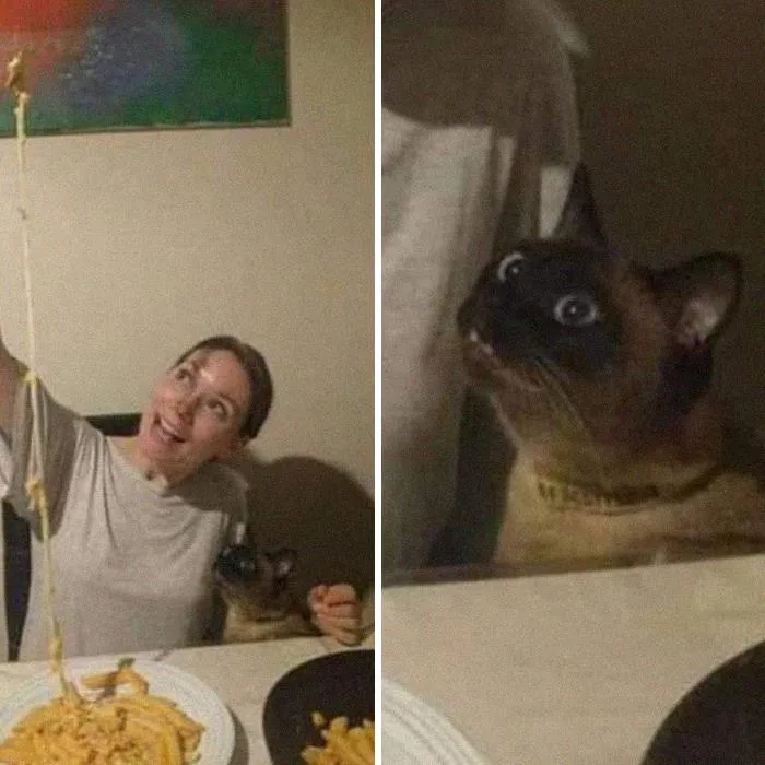 50 Divertidas fotos de animales que son imposibles de explicar, compartidas en esta cuenta de Instagram