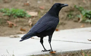 Person Watches Bully Neighbors Get Sweet Revenge, Discovers It's Done By The Crows They Befriended Earlier