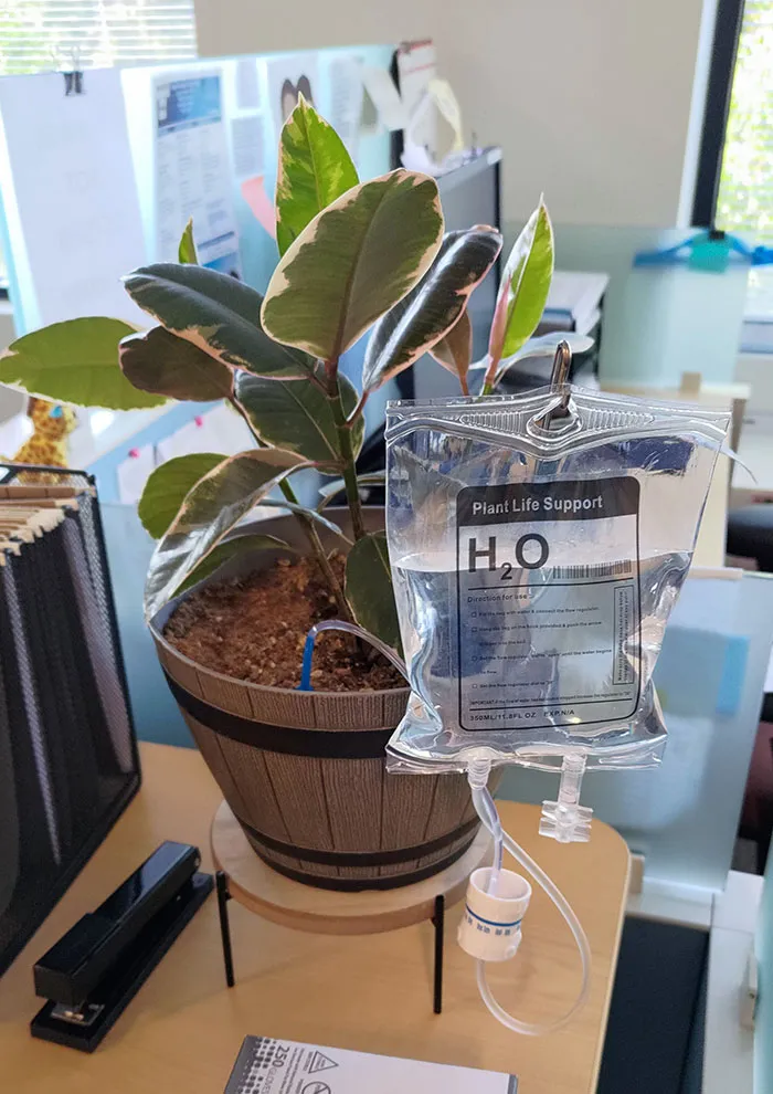 La bolsa de intravenosa para regar las plantas que vi en la consulta de mi médico