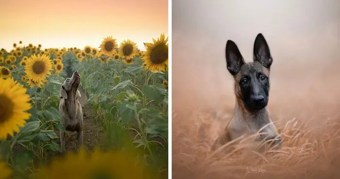I Love Capturing The Joyful Souls Of Dogs Through My Photography (62 Pics)