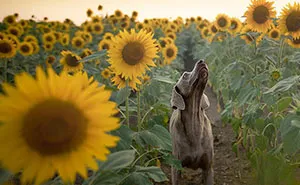 I Love Capturing The Joyful Souls Of Dogs Through My Photography (62 Pics)