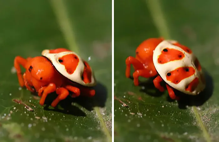 Araña tortuga naranja