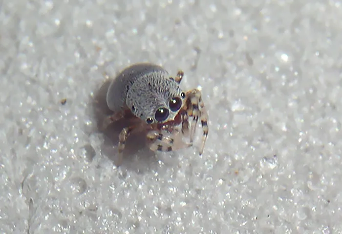 Sé que no es lo convencional pero mirad a esta araña de Centroamérica