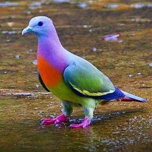 Mr. Pigeon